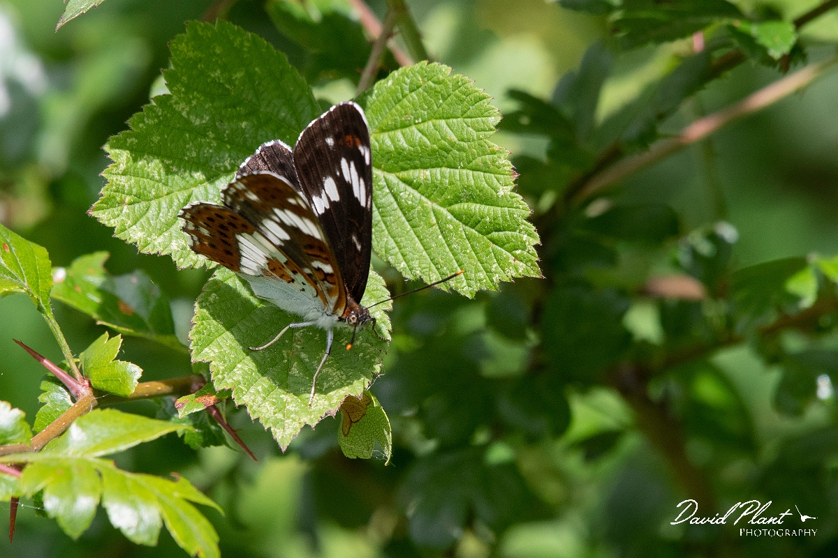 David Plant Photography - Wildlife Photography - White admiral - B.jpg - White admiral - Oxfordshire