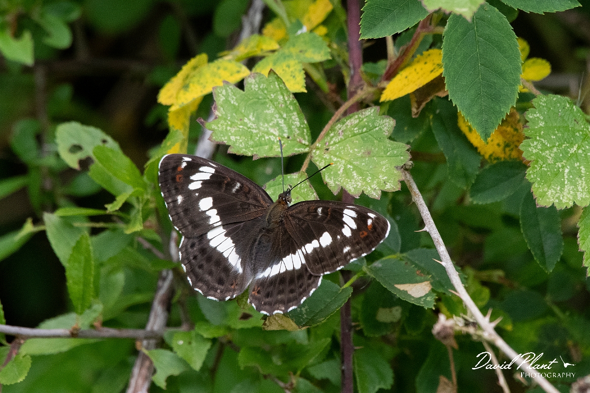David Plant Photography - Wildlife Photography - White admiral - C.jpg - White admiral - Oxfordshire