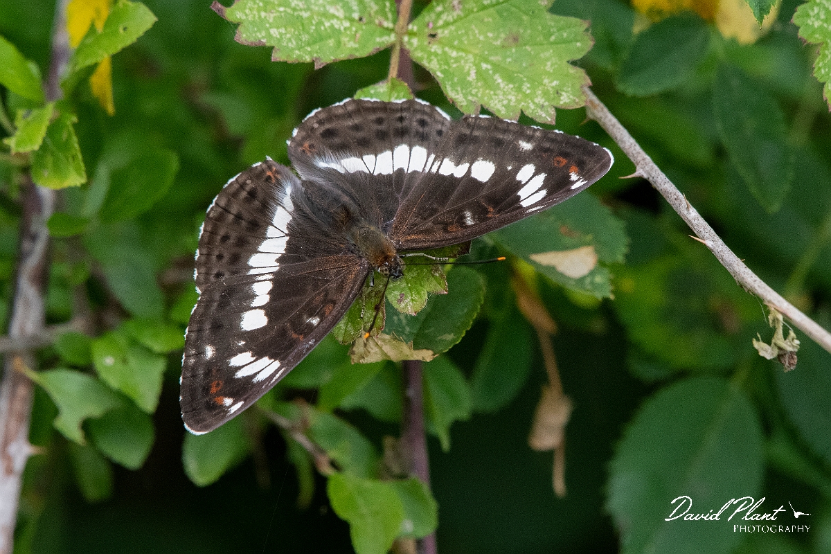 David Plant Photography - Wildlife Photography - White admiral - D.jpg - White admiral - Oxfordshire