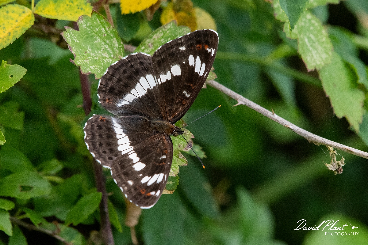 David Plant Photography - Wildlife Photography - White admiral - E.jpg - White admiral - Oxfordshire