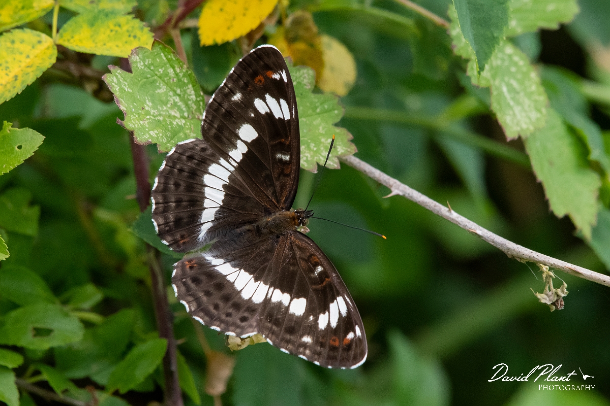 David Plant Photography - Wildlife Photography - White admiral - F.jpg - White admiral - Oxfordshire