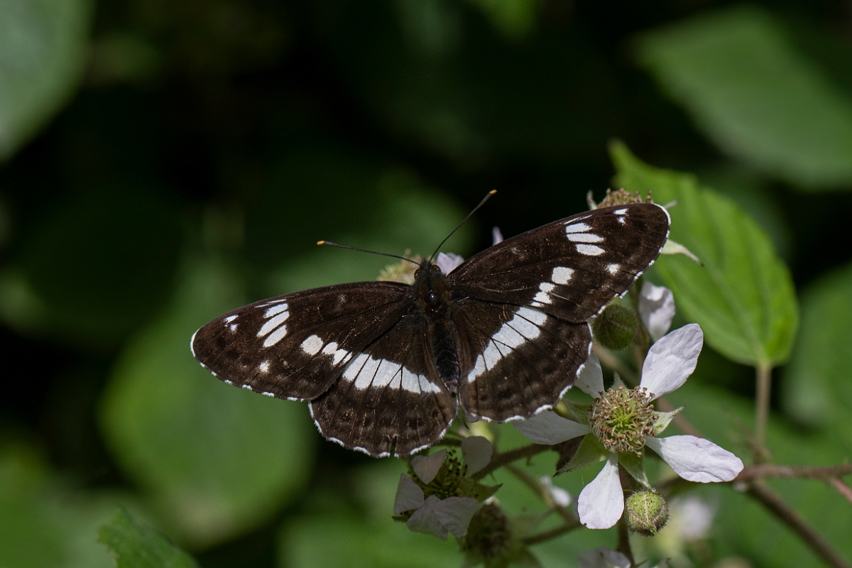 David Plant Photography - Wildlife Photography - White admiral - H.JPG - White admiral - Buckinghamshire