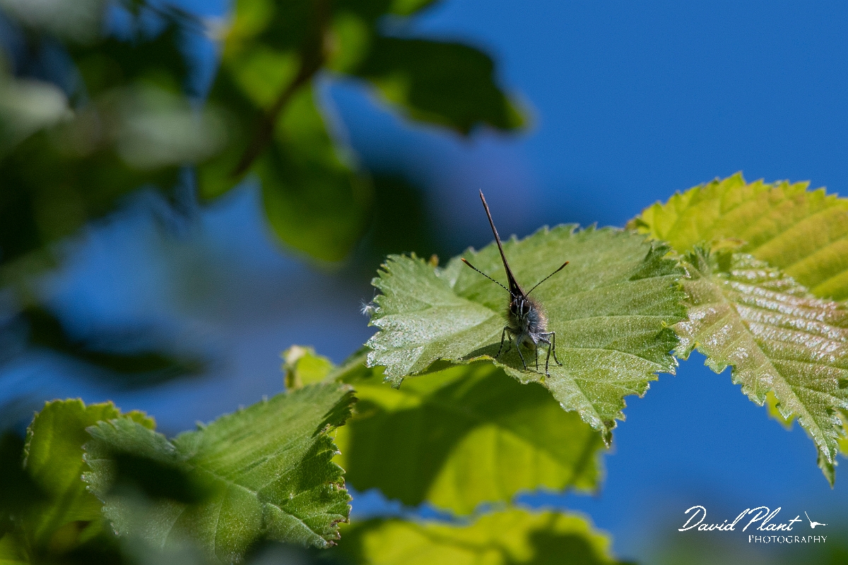 David Plant Photography - Wildlife Photography - White letter hairstreak - A.jpg - White letter hairstreak - Kent