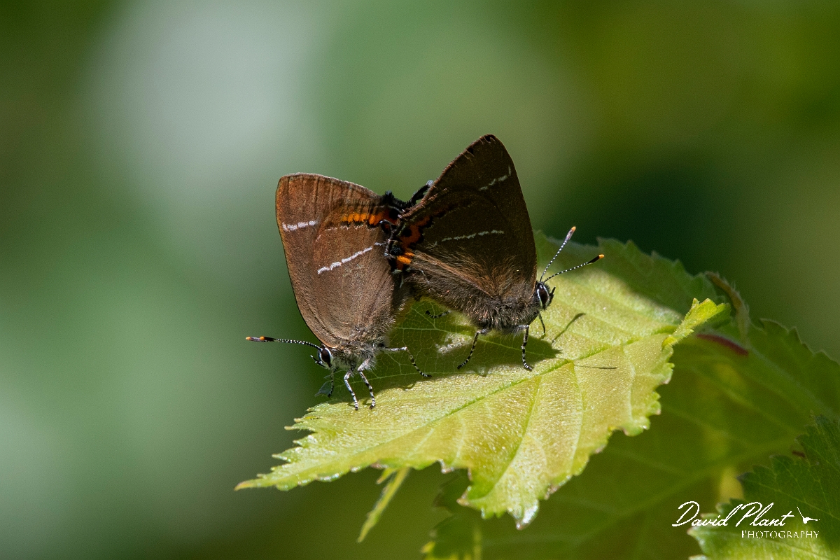 David Plant Photography - Wildlife Photography - White letter hairstreak - B.jpg - White letter hairstreak mating - Kent