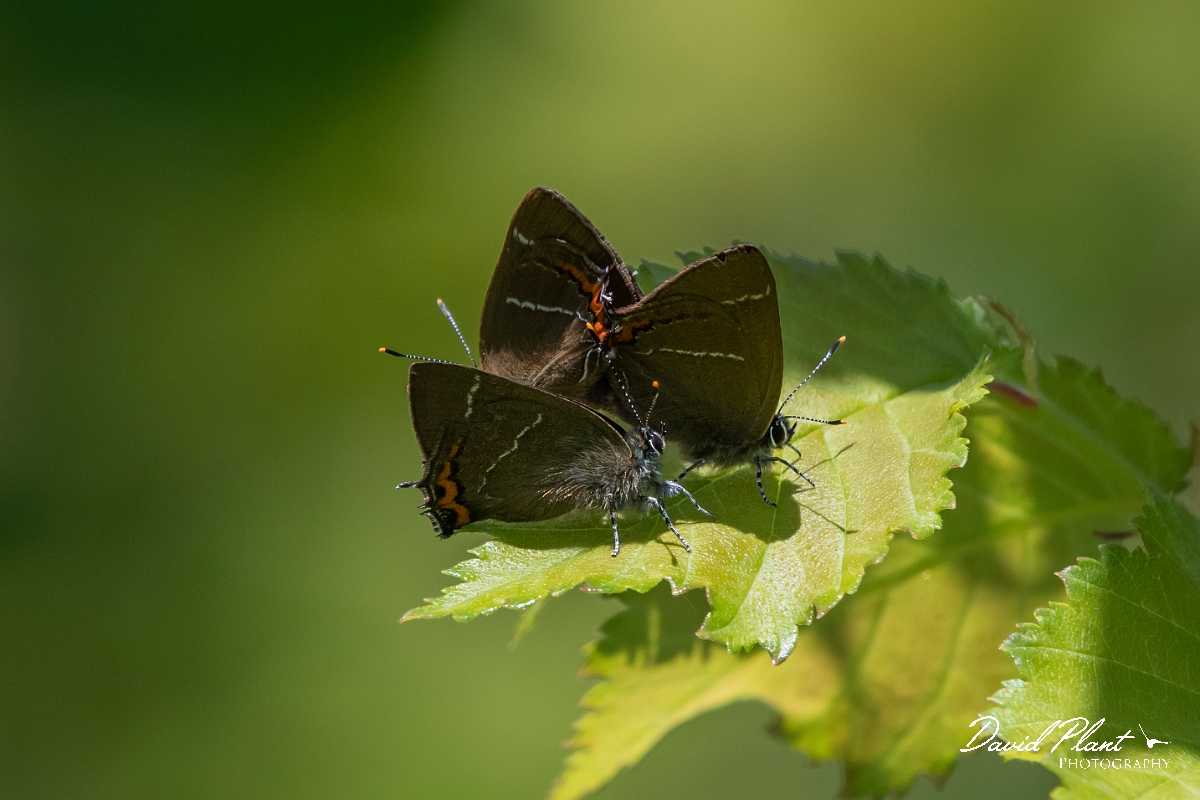 David Plant Photography - Wildlife Photography - White letter hairstreak - C.jpg - White letter hairstreak mating - Kent