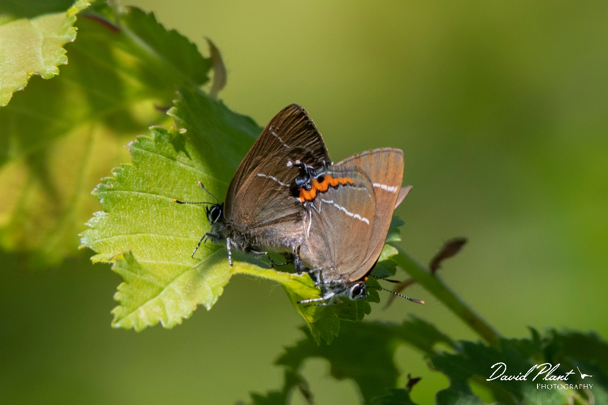 David Plant Photography - Wildlife Photography - White letter hairstreak - D.jpg - White letter hairstreak mating - Kent