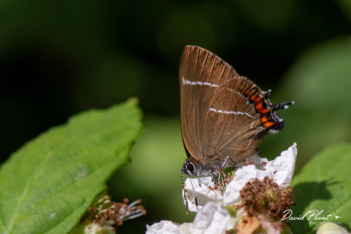 David Plant Photography - Wildlife Photography - White letter hairstreak - F.jpg - White letter hairstreak mating - Cambridgeshire