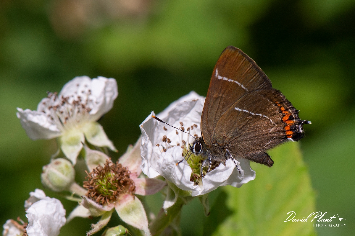 David Plant Photography - Wildlife Photography - White letter hairstreak - G.jpg - White letter hairstreak mating - Cambridgeshire