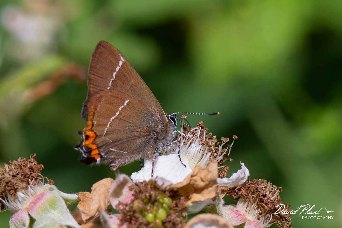 David Plant Photography - Wildlife Photography - White letter hairstreak - I.jpg - White letter hairstreak mating - Cambridgeshire