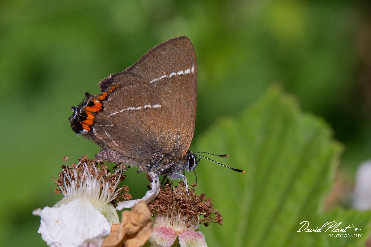 David Plant Photography - Wildlife Photography - White letter hairstreak - J.jpg - White letter hairstreak mating - Cambridgeshire