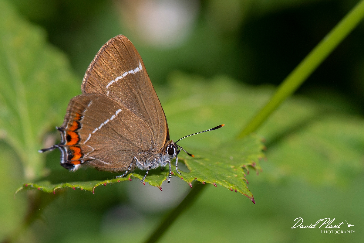 David Plant Photography - Wildlife Photography - White letter hairstreak - K.jpg - White letter hairstreak mating - Cambridgeshire