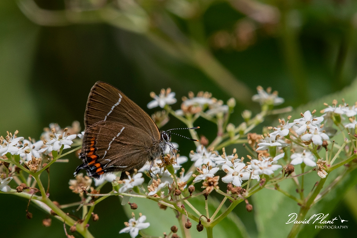 David Plant Photography - Wildlife Photography - White letter hairstreak - O.jpg - White letter hairstreak mating - Cambridgeshire