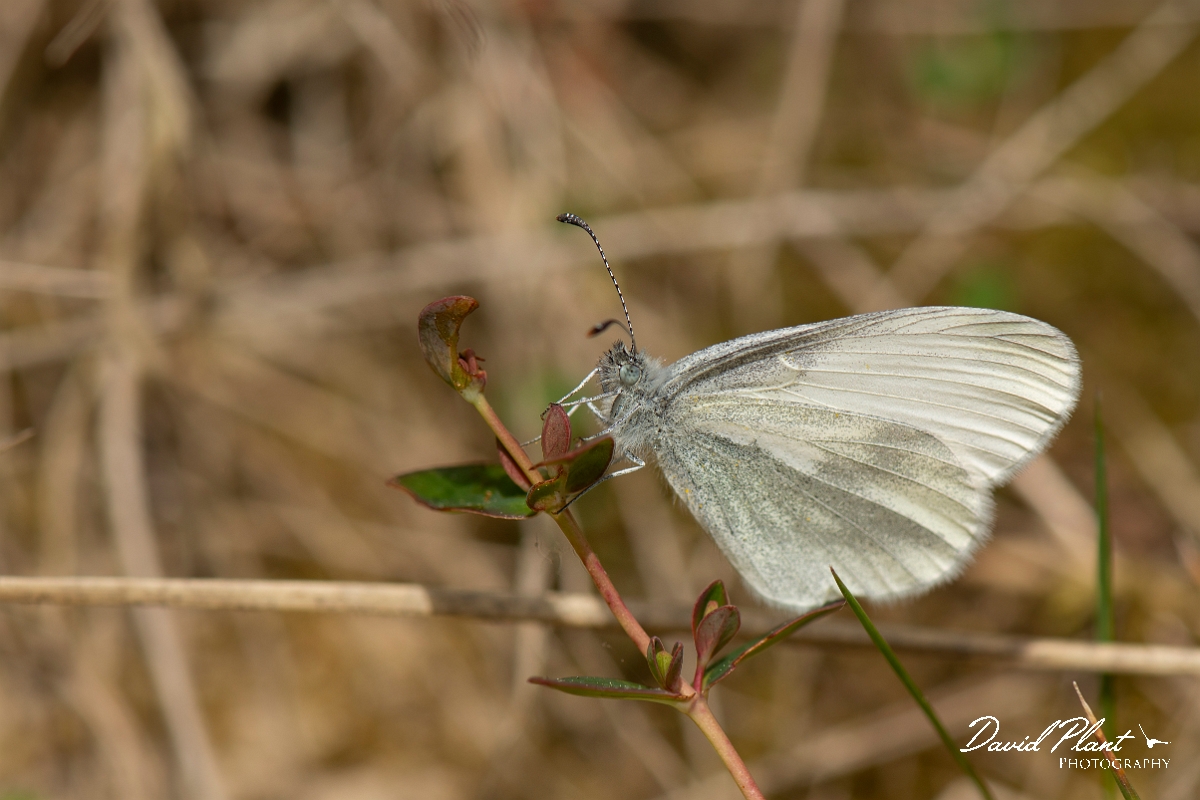 David Plant Photography - Wildlife Photography - Wood white - A.jpg - Wood white - Surrey