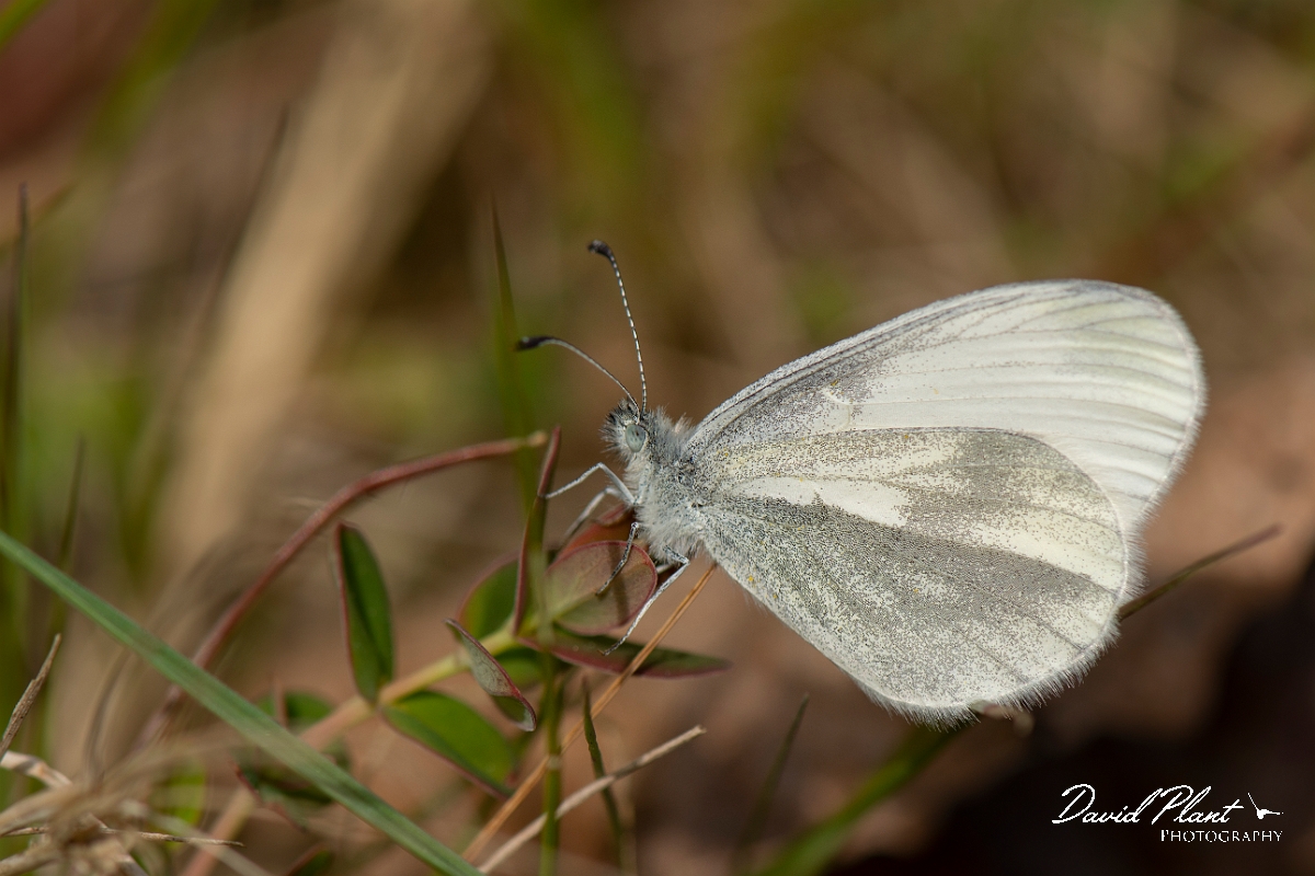 David Plant Photography - Wildlife Photography - Wood white - C.jpg - Wood white - Surrey