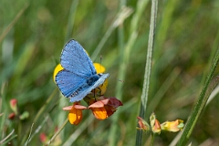 David Plant Photography - Wildlife Photography - Adonis blue - K