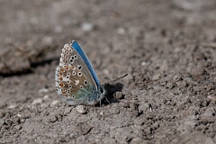 David Plant Photography - Wildlife Photography - Adonis blue - L