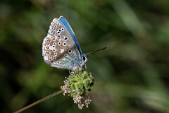 David Plant Photography - Wildlife Photography - Adonis blue - M