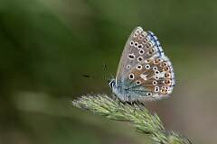 David Plant Photography - Wildlife Photography - Adonis blue - N
