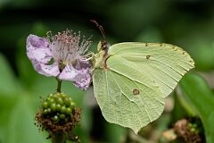 David Plant Photography - Wildlife Photography - Brimstone - I