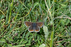 David Plant Photography - Wildlife Photography - Brown argus - C