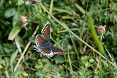 David Plant Photography - Wildlife Photography - Brown argus - D