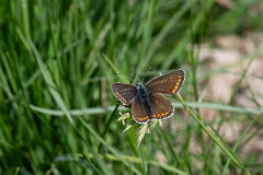 David Plant Photography - Wildlife Photography - Brown argus - E