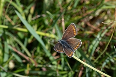 David Plant Photography - Wildlife Photography - Brown argus - F