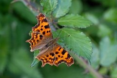 David Plant Photography - Wildlife Photography - Comma - J