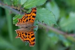 David Plant Photography - Wildlife Photography - Comma - K