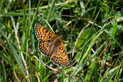 David Plant Photography - Wildlife Photography - Glanville fritillary - A