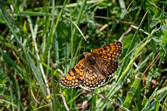 David Plant Photography - Wildlife Photography - Glanville fritillary - B