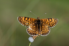 David Plant Photography - Wildlife Photography - Glanville fritillary - E