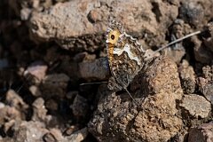 David Plant Photography - Wildlife Photography - Grayling, Hipparchia semele thyone - B