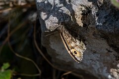 David Plant Photography - Wildlife Photography - Grayling, Hipparchia semele thyone - D