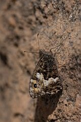 David Plant Photography - Wildlife Photography - Grayling, Hipparchia semele thyone - H