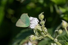 David Plant Photography - Wildlife Photography - Green hairstreak - I