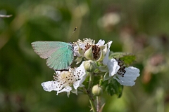 David Plant Photography - Wildlife Photography - Green hairstreak - J