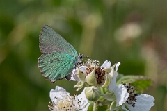 David Plant Photography - Wildlife Photography - Green hairstreak - K