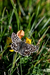 David Plant Photography - Wildlife Photography - Grizzled skipper - N