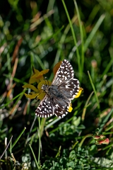 David Plant Photography - Wildlife Photography - Grizzled skipper - O