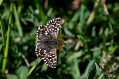 David Plant Photography - Wildlife Photography - Grizzled skipper - Q