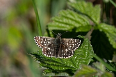 David Plant Photography - Wildlife Photography - Grizzled skipper - R