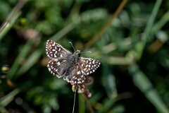 David Plant Photography - Wildlife Photography - Grizzled skipper - S