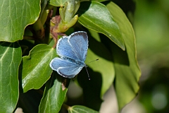 David Plant Photography - Wildlife Photography - Holly blue - G