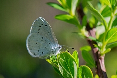 David Plant Photography - Wildlife Photography - Holly blue - H