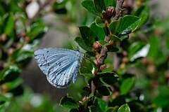David Plant Photography - Wildlife Photography - Holly blue - I