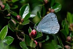 David Plant Photography - Wildlife Photography - Holly blue - J