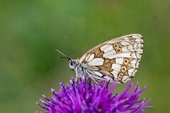 David Plant Photography - Wildlife Photography - Marbled white - I
