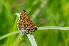 David Plant Photography - Wildlife Photography - Marsh fritillary - L