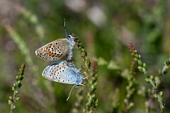 David Plant Photography - Wildlife Photography - Silver studded blue - I